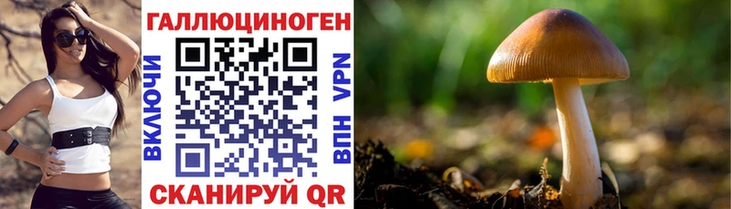 Псилоцибиновые грибы Psilocybe сколько стоит Курчатов