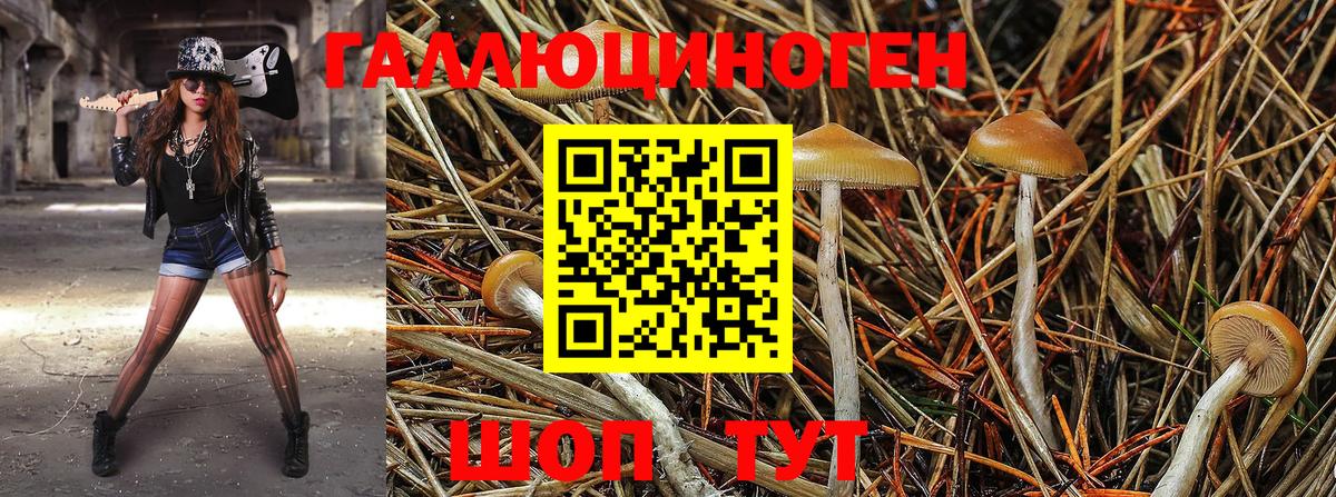 Курчатов  Псилоцибиновые грибы MAGIC MUSHROOMS  продажа наркотиков  Псилоцибиновые грибы ЛСД  Вход с VPN 